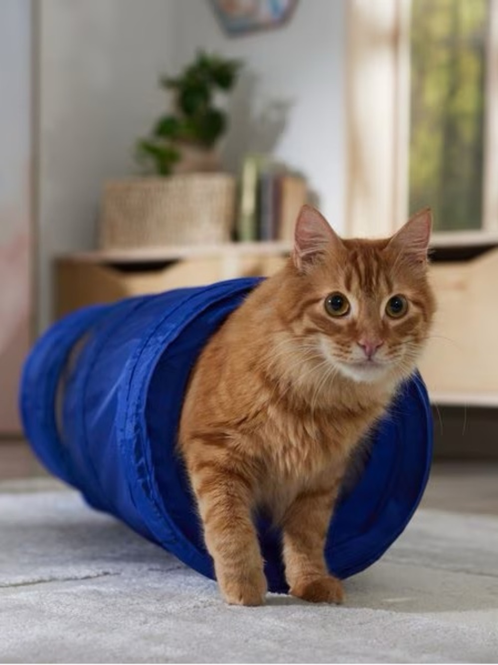 Blue Pop-Up Cat Tunnel